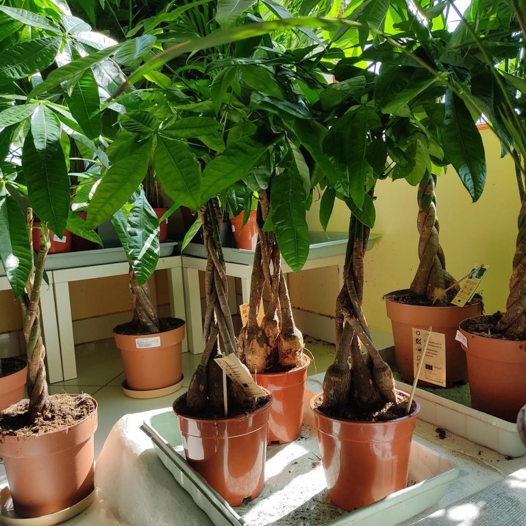 Pachira wodna (Pachira aquatica) 85cm