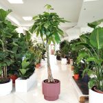 Pachira wodna (Pachira aquatica) 175cm