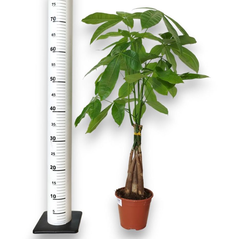 Pachira wodna (Pachira aquatica) 70cm