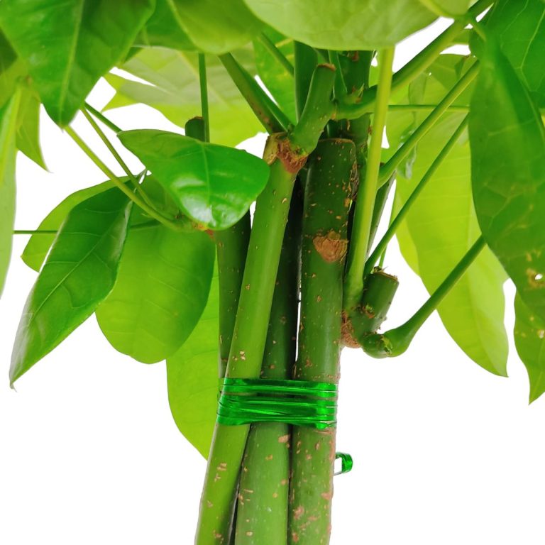 Pachira wodna (Pachira aquatica) 85cm