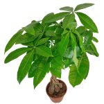 Pachira wodna (Pachira aquatica) 85cm