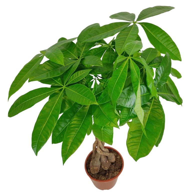 Pachira wodna (Pachira aquatica) 85cm