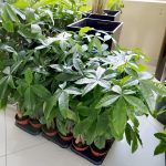 Pachira wodna (Pachira aquatica) 70cm