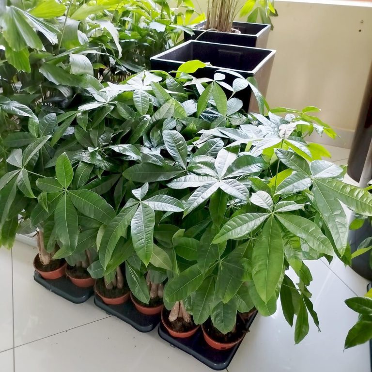 Pachira wodna (Pachira aquatica) 70cm