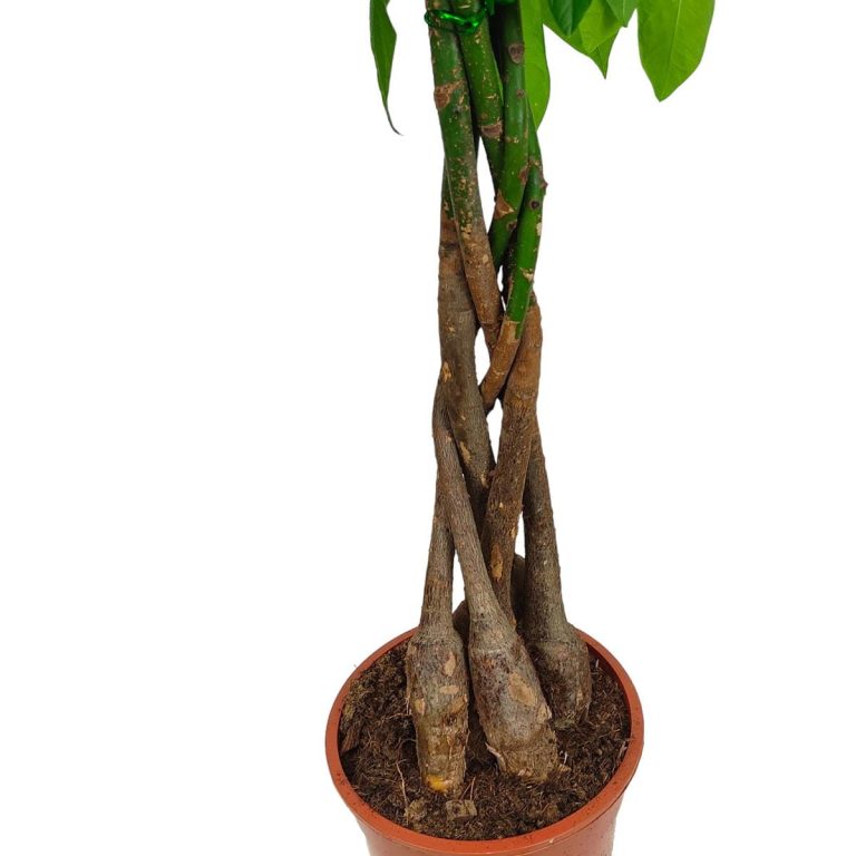 Pachira wodna (Pachira aquatica) 85cm