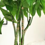 Pachira wodna (Pachira aquatica) 175cm