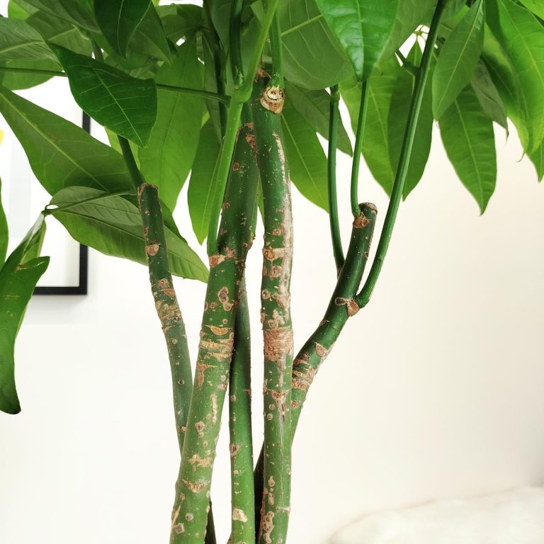 Pachira wodna (Pachira aquatica) 175cm