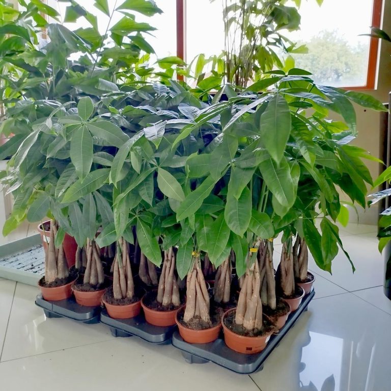 Pachira wodna (Pachira aquatica) 70cm