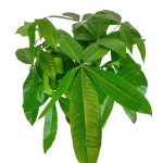 Pachira wodna (Pachira aquatica) 85cm