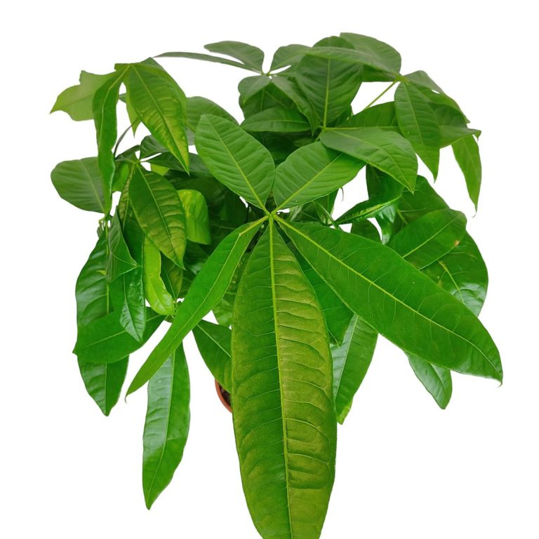 Pachira wodna (Pachira aquatica) 85cm