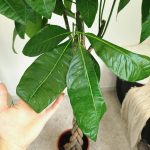 Pachira wodna (Pachira aquatica) 175cm