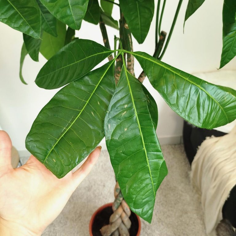 Pachira wodna (Pachira aquatica) 175cm