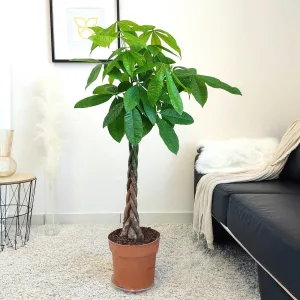 Pachira wodna (Pachira aquatica) 130cm