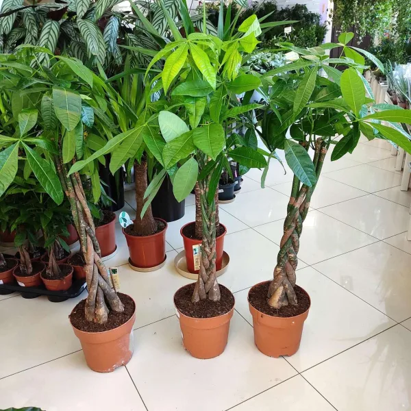 Pachira wodna (Pachira aquatica) 130cm