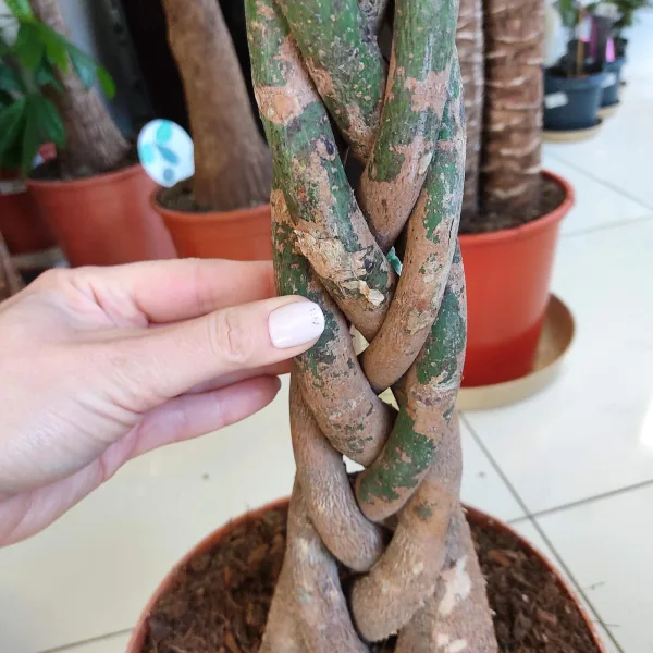 Pachira wodna (Pachira aquatica) 130cm