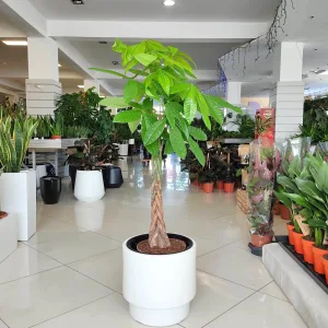 Pachira wodna (Pachira aquatica) 130cm