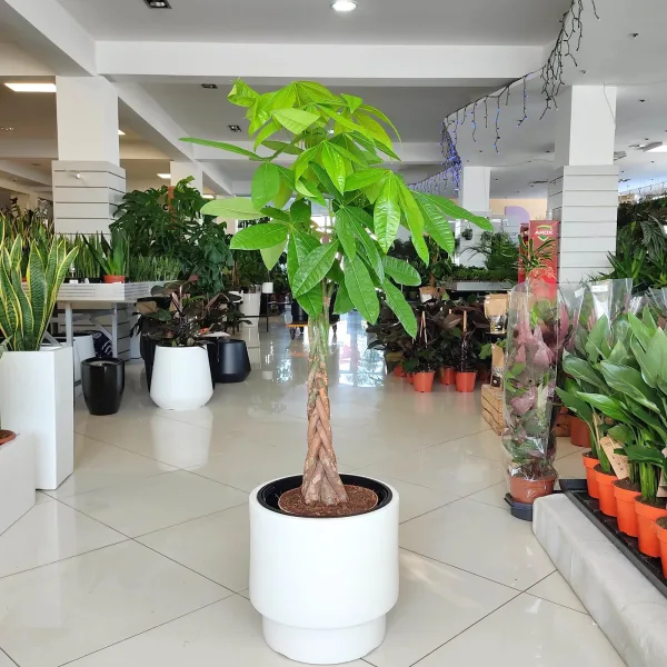 Pachira wodna (Pachira aquatica) 130cm