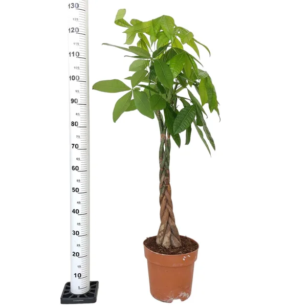 Pachira wodna (Pachira aquatica) 130cm