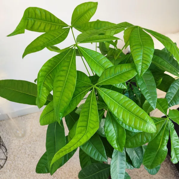 Pachira wodna (Pachira aquatica) 130cm