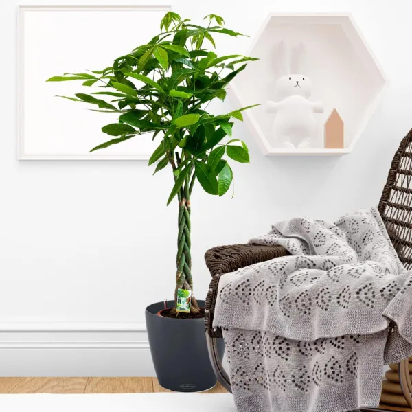 Pachira wodna (Pachira aquatica) 130cm