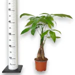 Pachira wodna (Pachira aquatica) 40cm