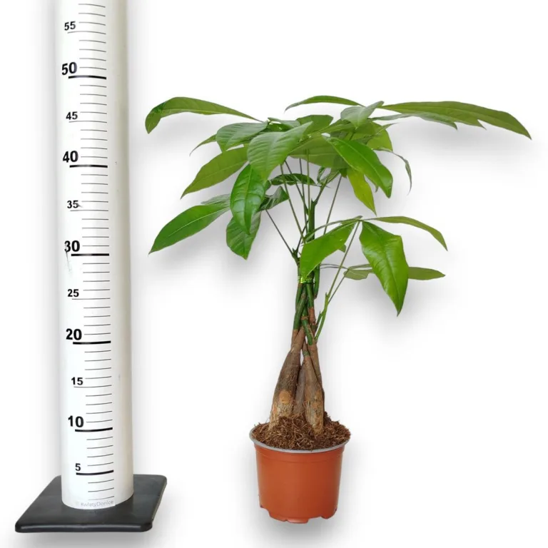 Pachira wodna (Pachira aquatica) 40cm