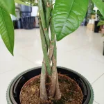 Pachira wodna (Pachira aquatica) 65cm