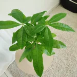 Pachira wodna (Pachira aquatica) 40cm