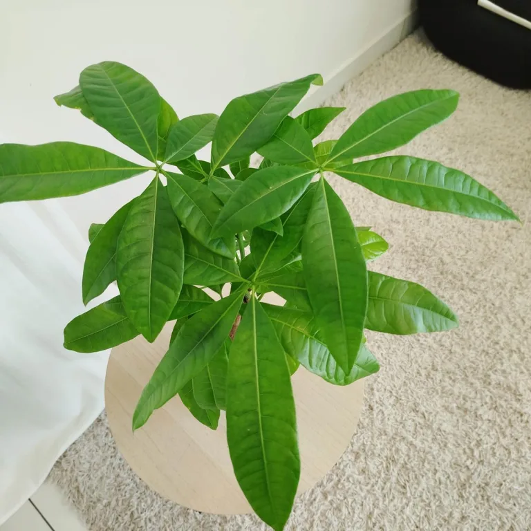 Pachira wodna (Pachira aquatica) 40cm