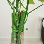 Pachira wodna (Pachira aquatica) 85cm