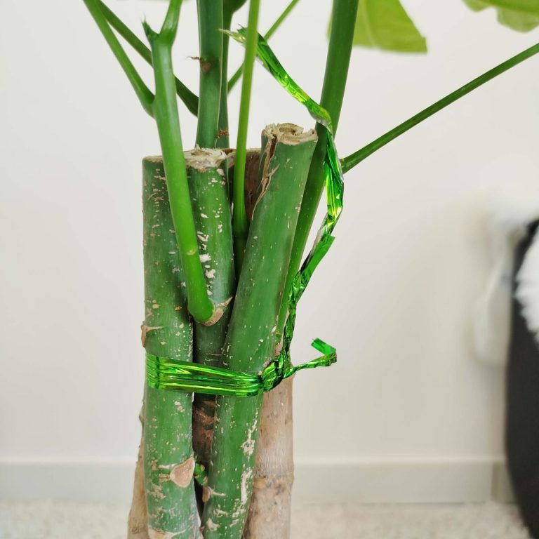 Pachira wodna (Pachira aquatica) 85cm