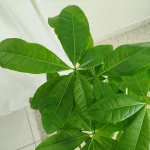 Pachira wodna (Pachira aquatica) 40cm