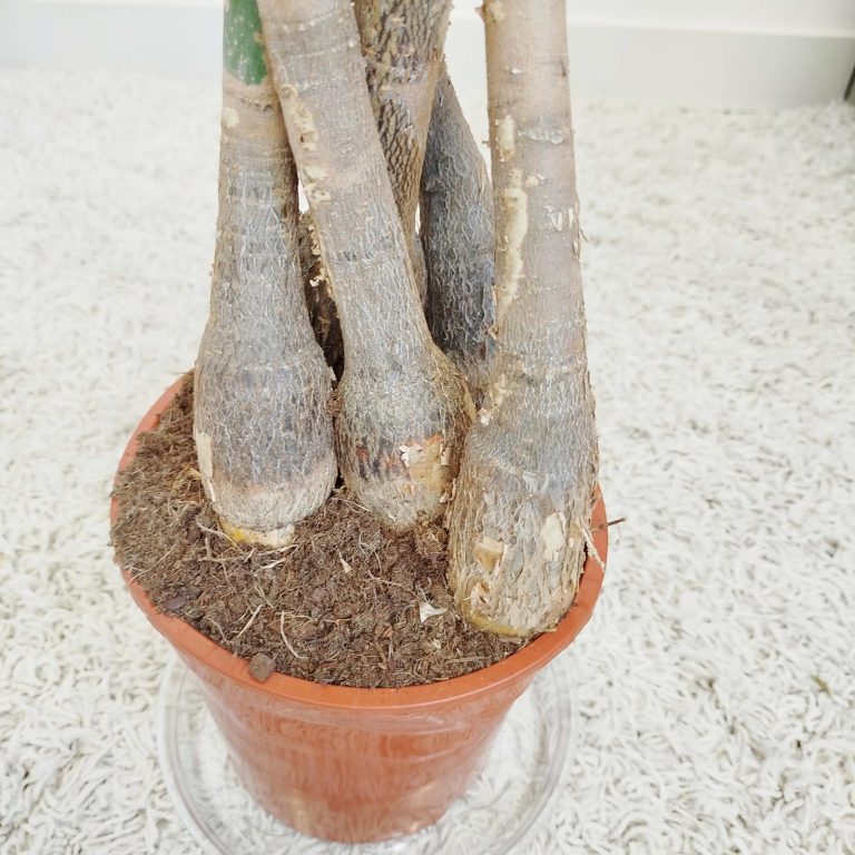 Pachira wodna (Pachira aquatica) 85cm