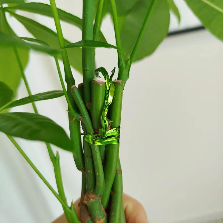 Pachira wodna (Pachira aquatica) 40cm