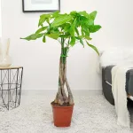 Pachira wodna (Pachira aquatica) 85cm