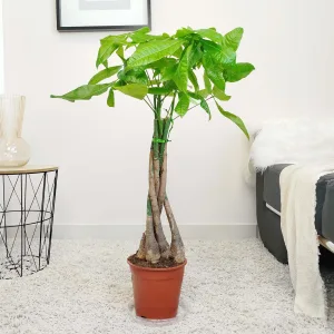 Pachira wodna (Pachira aquatica) 85cm