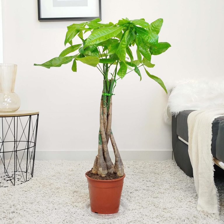 Pachira wodna (Pachira aquatica) 85cm