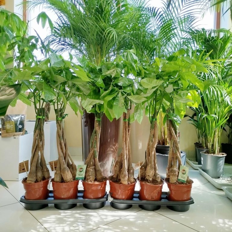 Pachira wodna (Pachira aquatica) 85cm