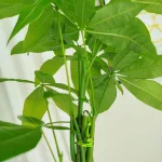 Pachira wodna (Pachira aquatica) 40cm