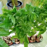 Pachira wodna (Pachira aquatica) 85cm