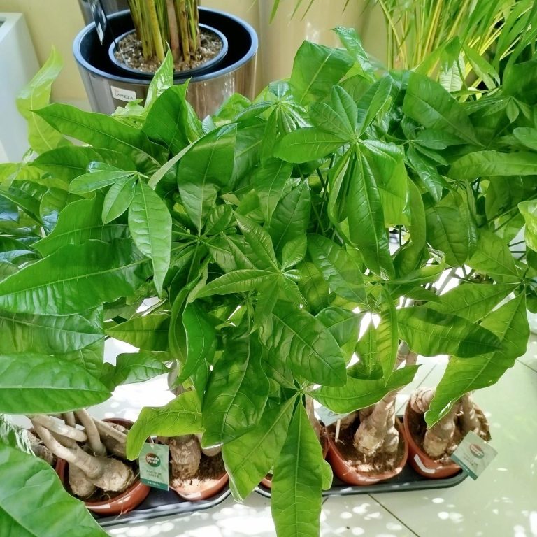 Pachira wodna (Pachira aquatica) 85cm