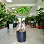 Pachira wodna (Pachira aquatica) 85cm