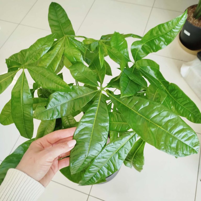 Pachira wodna (Pachira aquatica) 85cm