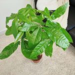 Pachira wodna (Pachira aquatica) 85cm