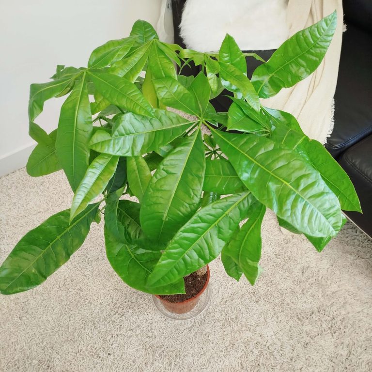 Pachira wodna (Pachira aquatica) 85cm