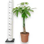 Pachira wodna (Pachira aquatica) 65cm