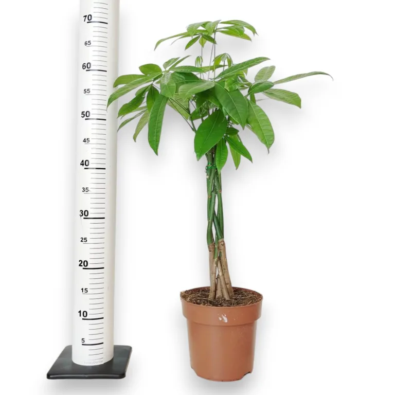 Pachira wodna (Pachira aquatica) 65cm