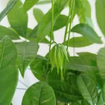 Pachira wodna (Pachira aquatica) 65cm