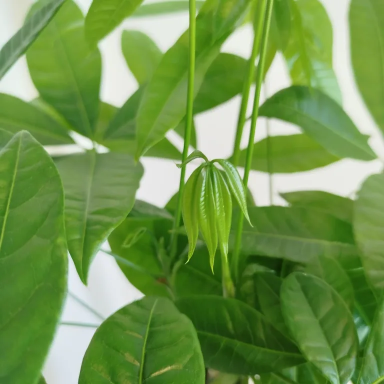 Pachira wodna (Pachira aquatica) 65cm