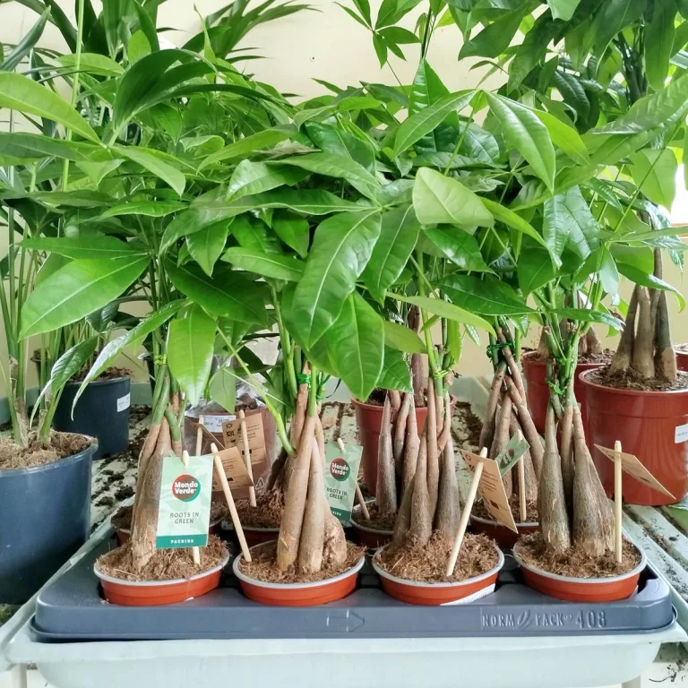 Pachira wodna (Pachira aquatica) 40cm